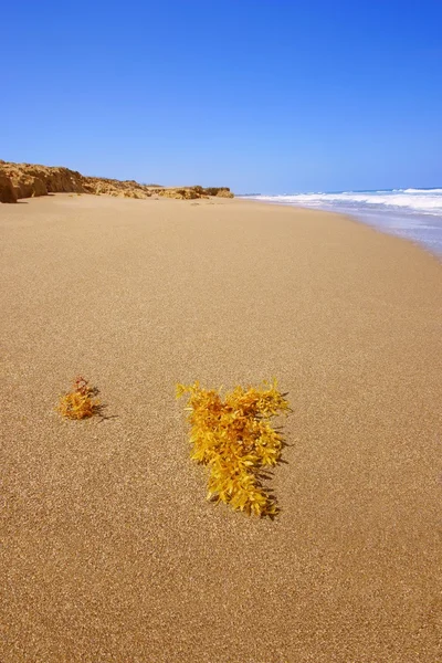 Alga marina su una spiaggia — Foto Stock