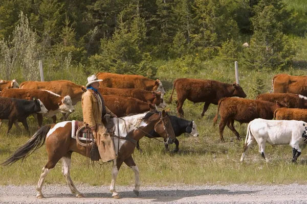 Cowboy op gevonden omhoog in zuidelijk alberta canada — Stockfoto