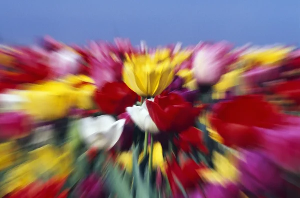 Campo de flores de tulipán con efecto Zoom — Foto de Stock