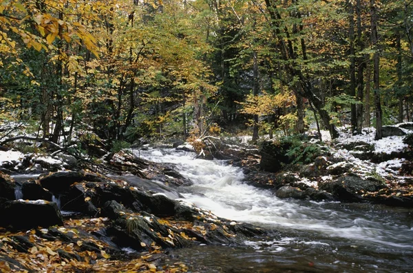 Een bosrijke rivier — Stockfoto