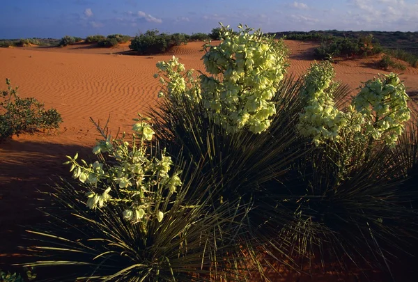 Bloeiende torrey yucca in woestijn — Stockfoto