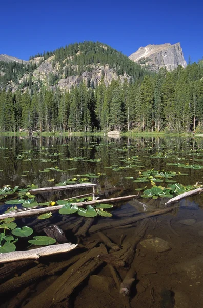 Waterlelies en logboeken zweven in nimf meer met hallett piek in de verte, nationaal park rocky mountain — Stockfoto