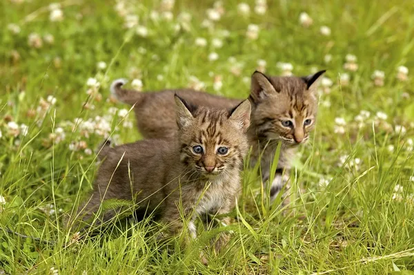 Bobcat Kittens — Stockfoto