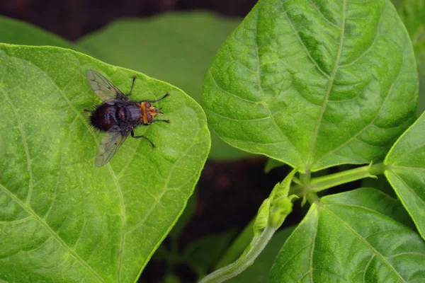 Un insecte sur une feuille . — Photo