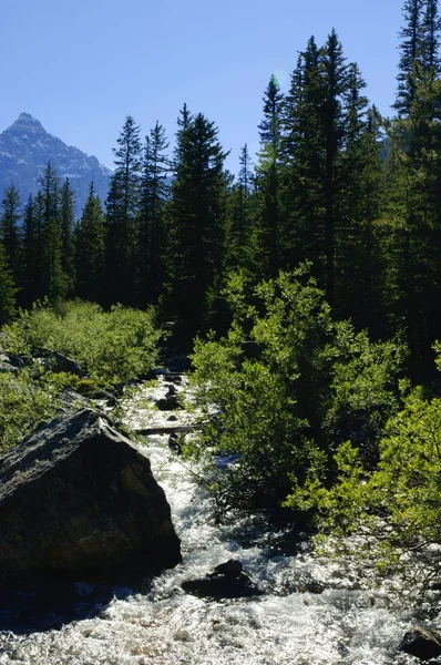 Paesaggio forestale — Foto Stock