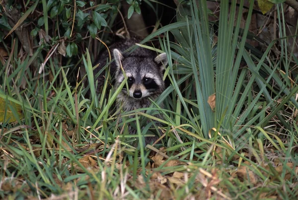 Jóvenes mapache común escondiéndose en la hierba alta —  Fotos de Stock