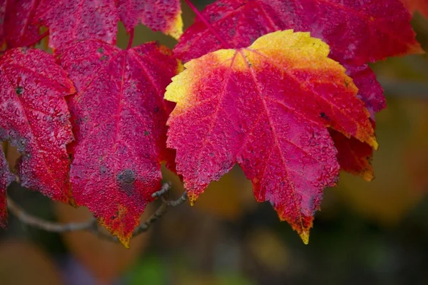 Feuilles rouges et jaunes — Photo