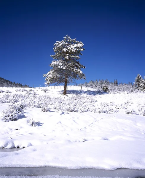 Pinheiro no inverno — Fotografia de Stock