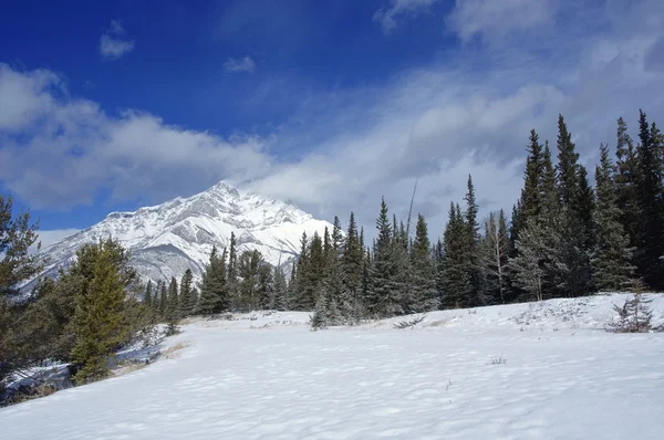 Scena invernale — Foto Stock