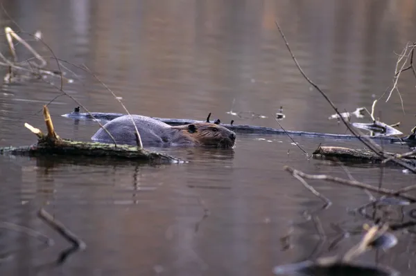 Castor nadando en un estanque — Foto de Stock