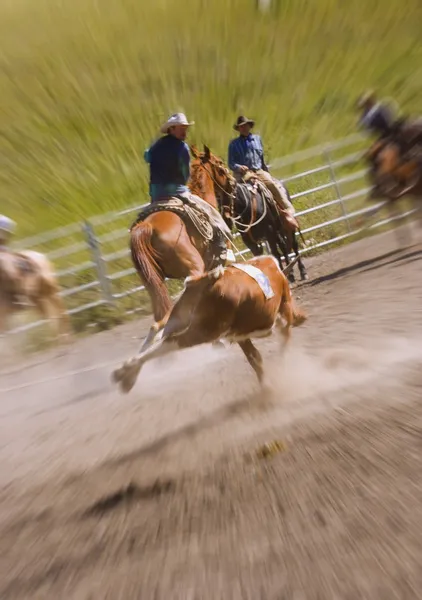 Catching A Steer — Stock Photo, Image