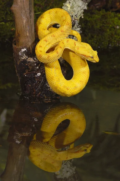 Altın kirpik viper yansıması ile — Stok fotoğraf