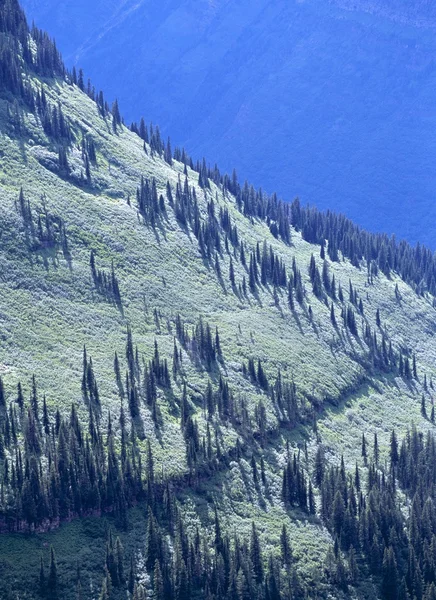 Floresta Evergreen em Snowy Mountainside, Parque Nacional Glacier — Fotografia de Stock