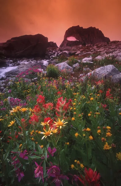 Květy rostoucí na skalnatý stoupání, bugaboo provinční park, Britská Kolumbie, Kanada — Stock fotografie