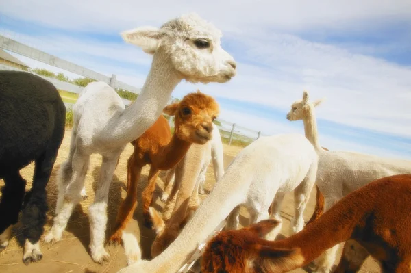 Manada de Lamas — Fotografia de Stock