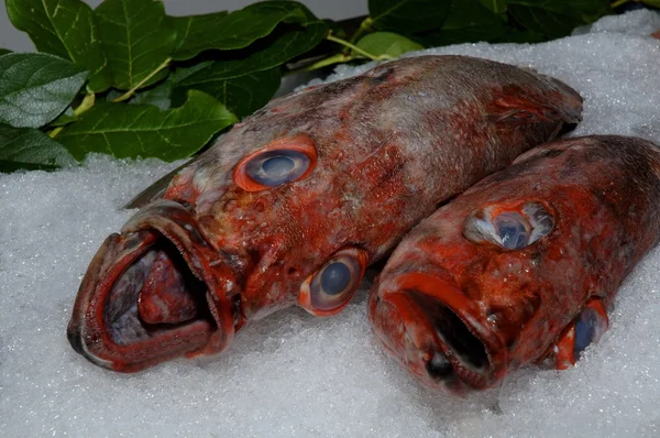 Deux poissons sur glace — Photo