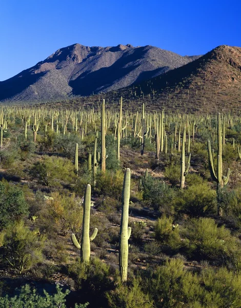 A saguaro kaktusz erdő, saguaro nemzeti emlékmű — Stock Fotó