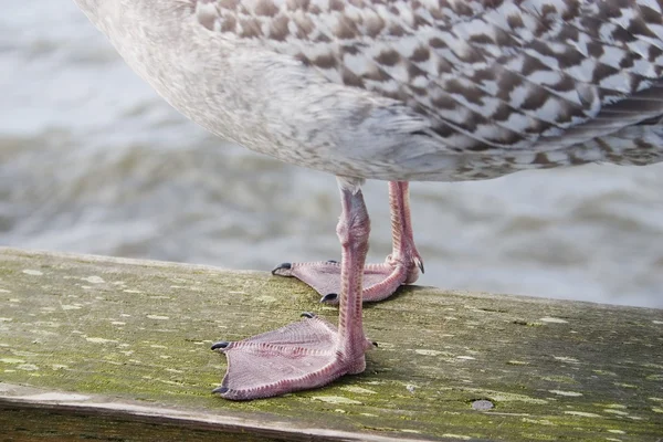 Seagull staande aan de kust — Stockfoto