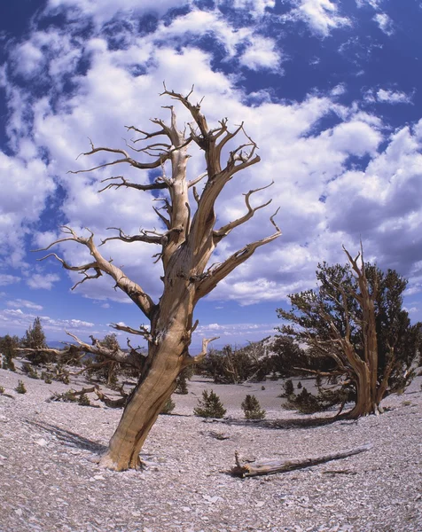 Vieil arbre gloussé — Photo