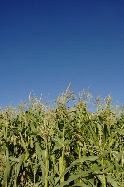 Un campo di mais — Foto Stock