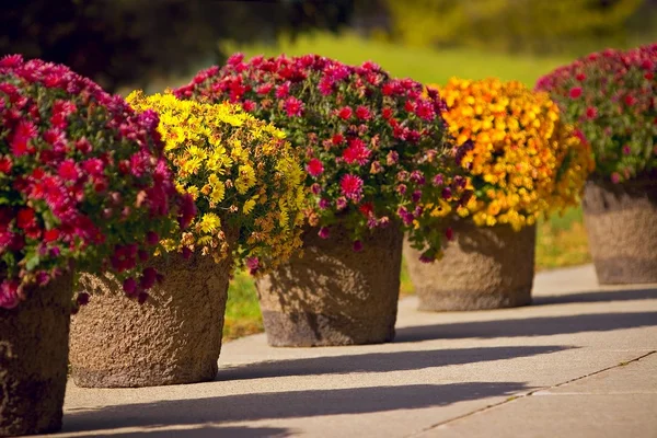 Ollas de flores —  Fotos de Stock