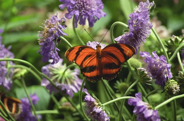 Mariposa. — Foto de Stock