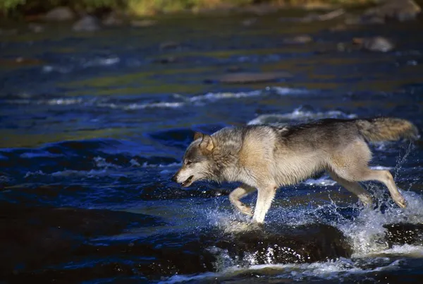 Lobo cinzento atravessando o rio — Fotografia de Stock