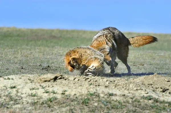 捕食コヨーテとアナグマの争い — ストック写真