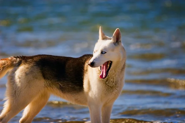 Un perro bosteza —  Fotos de Stock