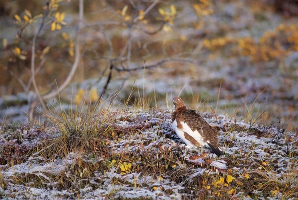 Een willow ptarmigan zittend op de besneeuwde herfst toendra — Stockfoto