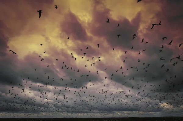 Vogelschar vor stürmischem Himmel — Stockfoto