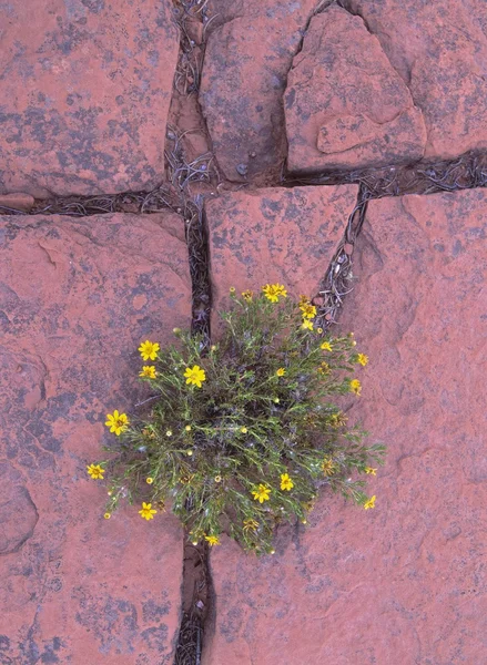 Naturliga cross med blommor växer — Stockfoto