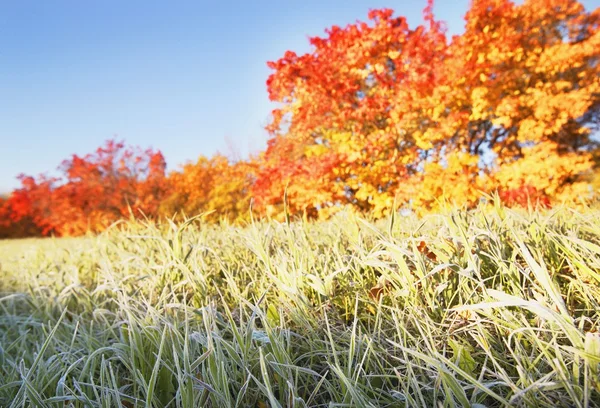 Frosty gras in de herfst — Stockfoto