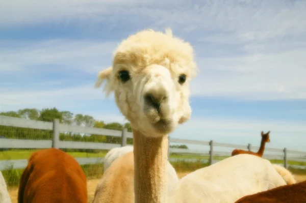 Bebe Lama Images Libres De Droit Photos De Bebe Lama Depositphotos