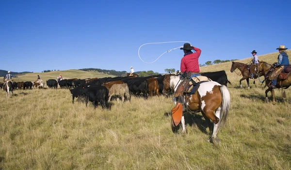 Cowboy herding cattle Stock Photos, Royalty Free Cowboy herding cattle  Images | Depositphotos