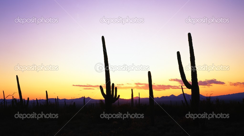 Saguaro Cacti Silhouettes, Saguaro National Park