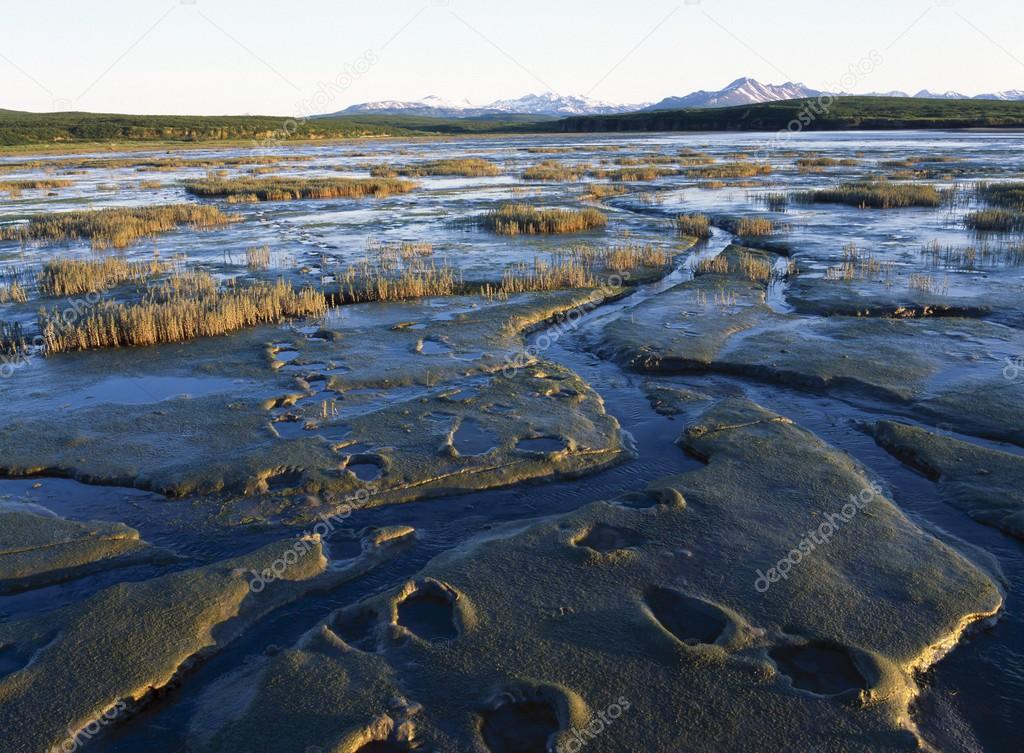 Grizzly Bear Tracks In Mud On Tidal Flats, Alaska