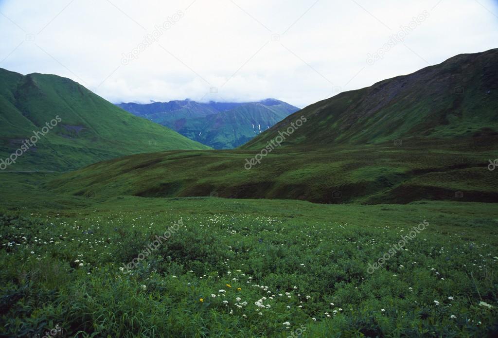 Spring Meadow At Hatcher Pass.