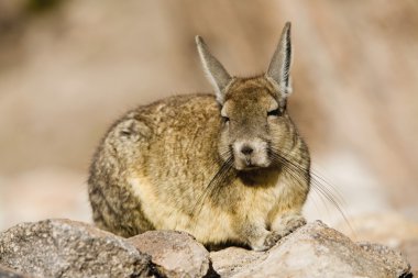 kayalar üzerine oturan chinchilla