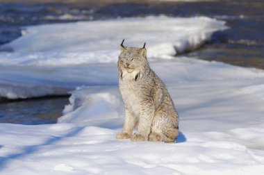 buz üstünde Kanada lynx