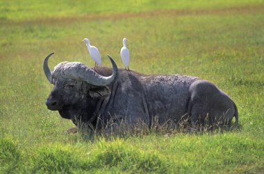 Cape buffalo Tanzanya
