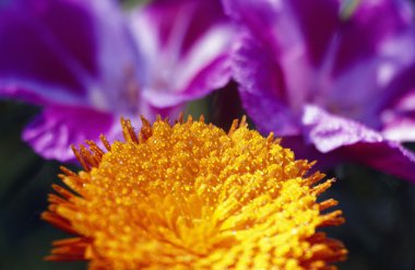 Closeup Of Flower Blossom clipart