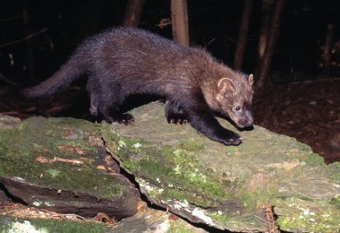 Fisher üzerinde yosun kaplı kaya
