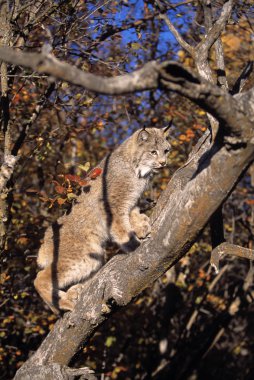 Bobcat Climbing Tree clipart