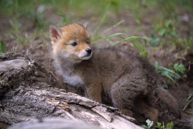 Coyote Pup clipart