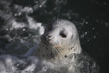 liman seal