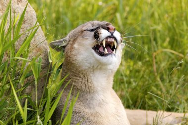 Cougar Snarling clipart