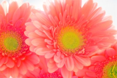 pembe gerbera papatyalar