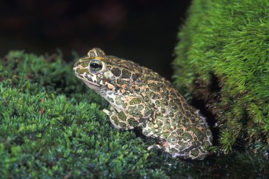 European Green Toad clipart