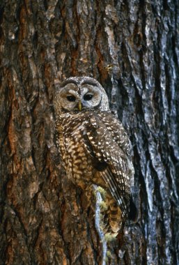 Mexican Spotted Owl Camouflaged Against Tree Bark clipart